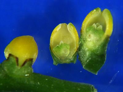 Chamaedorea elegans